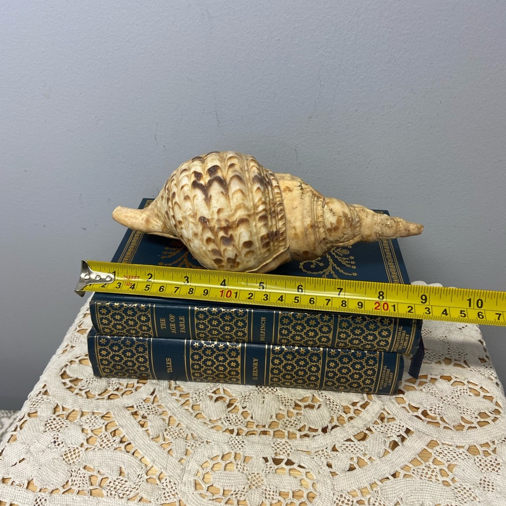 Two Shells-Abalone and Conch - Picture 11 of 11